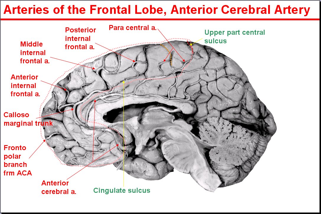 Salamons Neuroanatomy And Neurovasculature Web Atlas Resource